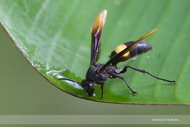 Polistes (Polistella) sagittarius•&copy; David Wirawan•All Rights Reserved