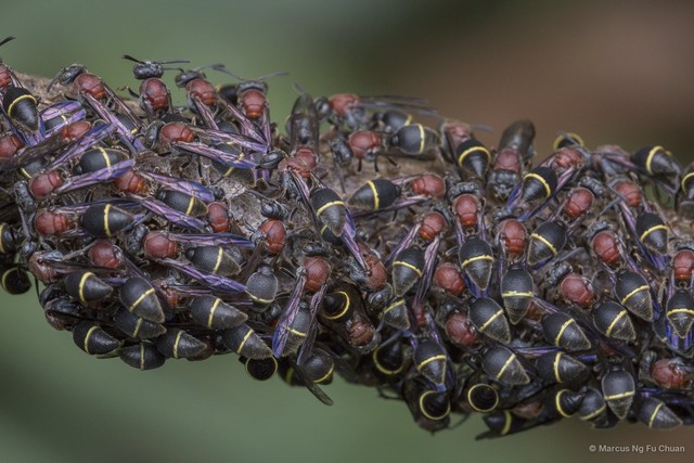 Ropalidia erythrospila•&copy; Marcus Ng Fu Chuan•All Rights Reserved