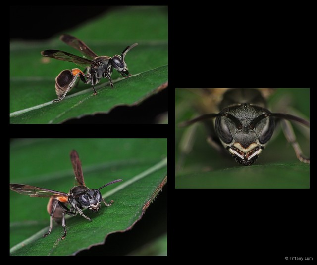 Ropalidia sumatrae•&copy; Tiffany Lum•All Rights Reserved