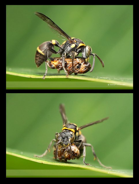 Ropalidia timida•&copy; David Wirawan•All Rights Reserved