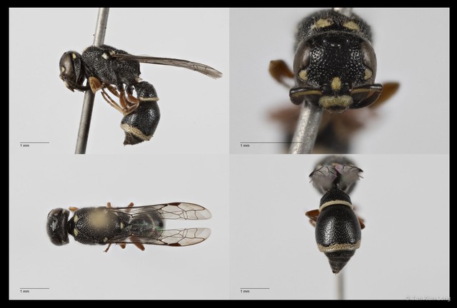 Subancistrocerus sp. "cf. compressus"•&copy; Tan Kian Long•All Rights Reserved
