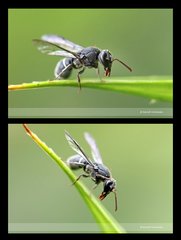 Subancistrocerus sichelii•&copy; David Wirawan•All Rights Reserved