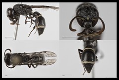 Subancistrocerus sichelii•&copy; Tan Kian Long•All Rights Reserved