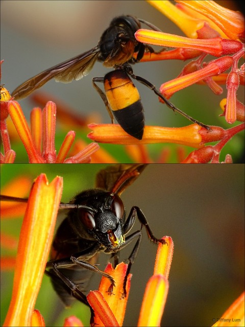 Vespa affinis•&copy; Tiffany Lum•All Rights Reserved