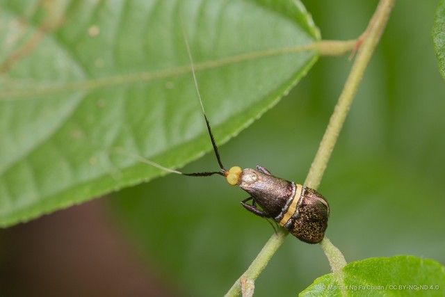 Nemophora decisella•&copy; Marcus Ng Fu Chuan•CC BY-NC-ND 4.0