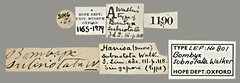 Gunda subnotata•All Rights ReservedMuseum Label