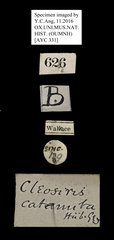 Tetragonus catamitus•All Rights ReservedMuseum Label