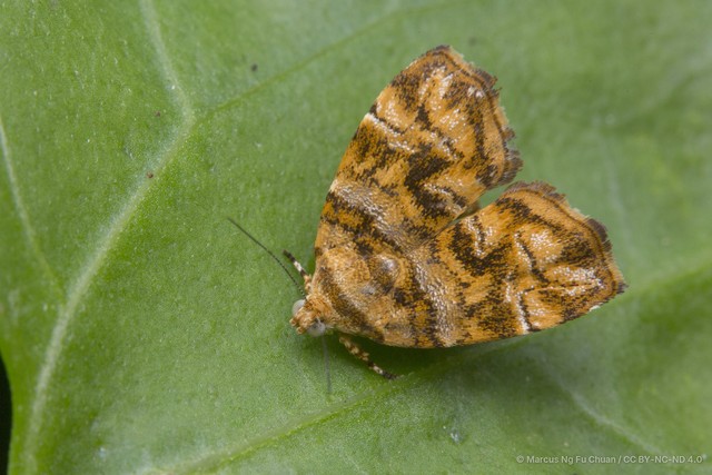 Choreutis ophiosema•&copy; Marcus Ng Fu Chuan•CC BY-NC-ND 4.0
