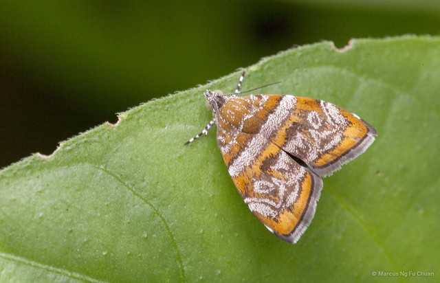 Choreutis orthogona•&copy; Marcus Ng Fu Chuan•All Rights Reserved