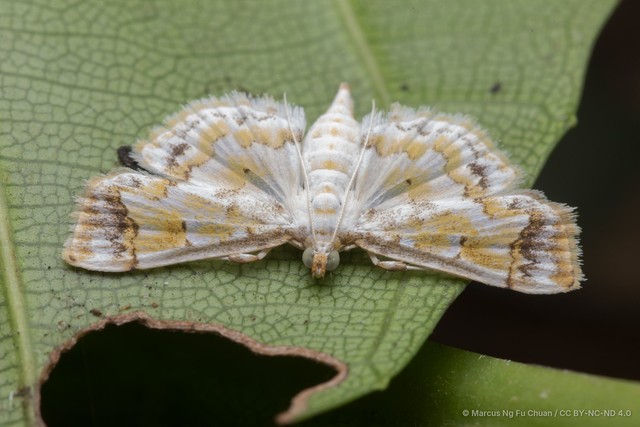 Agrotera barcealis•&copy; Marcus Ng Fu Chuan•CC BY-NC-ND 4.0