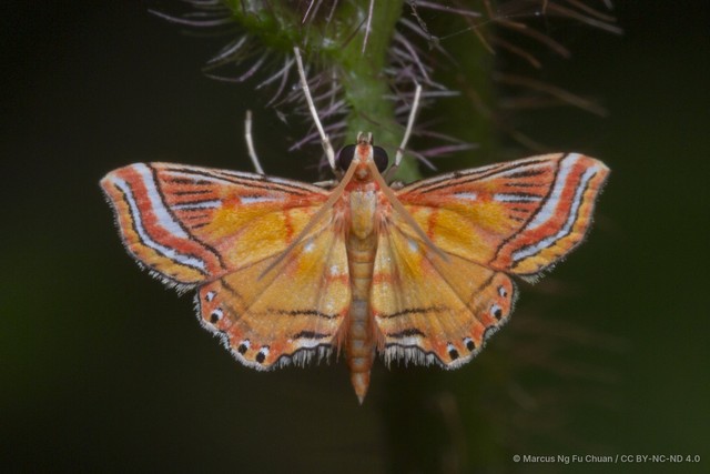 Ambia decoralis•&copy; Marcus Ng Fu Chuan•CC BY-NC-ND 4.0