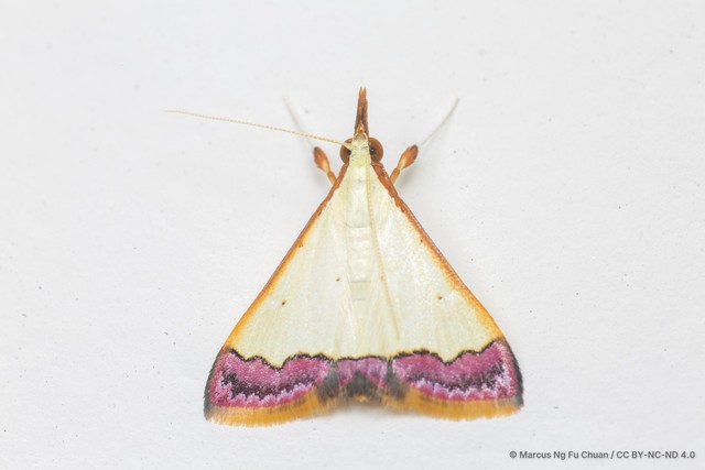 Autocharis amethystina•&copy; Marcus Ng Fu Chuan•CC BY-NC-ND 4.0