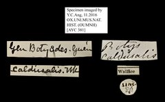 Caldubotys caldusalis•All Rights ReservedMuseum Label