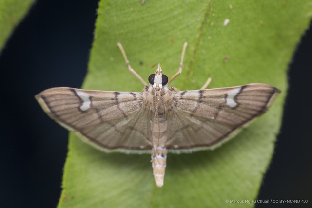 Chalcidoptera appensalis•&copy; Marcus Ng Fu Chuan•CC BY-NC-ND 4.0