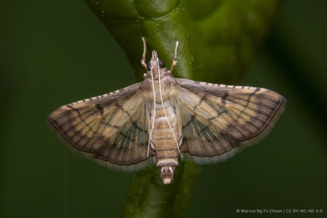 Cnaphalocrocis trebiusalis•&copy; Marcus Ng Fu Chuan•CC BY-NC-ND 4.0