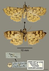 Conogethes punctiferalis•&copy; OUMNH•All Rights Reserved