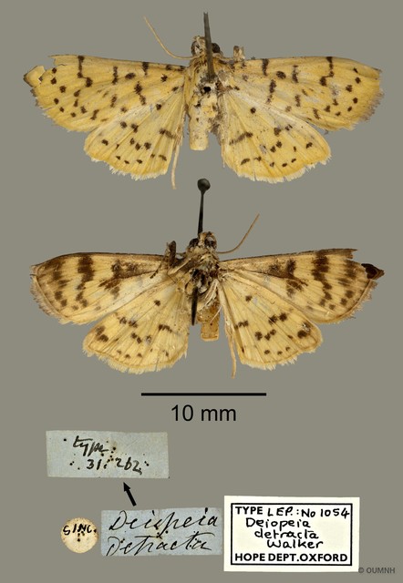 Conogethes punctiferalis•&copy; OUMNH•All Rights Reserved