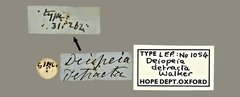 Conogethes punctiferalis•All Rights ReservedMuseum Label