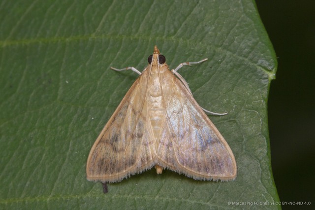 Crypsiptya coclesalis•&copy; Marcus Ng Fu Chuan•CC BY-NC-ND 4.0