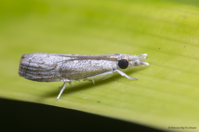 Culladia hastiferalis•&copy; Marcus Ng Fu Chuan•All Rights Reserved