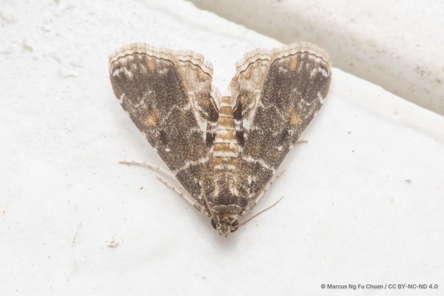 Elophila manilensis•&copy; Marcus Ng Fu Chuan•CC BY-NC-ND 4.0