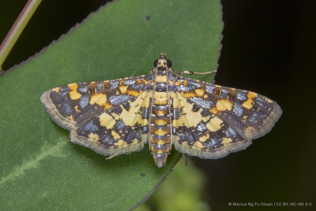 Eurrhyparodes tricoloralis•&copy; Marcus Ng Fu Chuan•CC BY-NC-ND 4.0