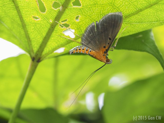 Filodes fulvidorsalis•&copy; Gan Cheong Weei•CC BY-NC 4.0