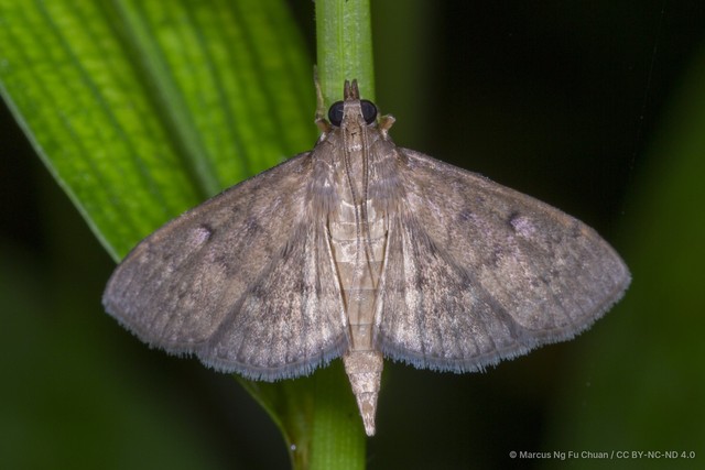 Herpetogramma licarsisalis•&copy; Marcus Ng Fu Chuan•CC BY-NC-ND 4.0