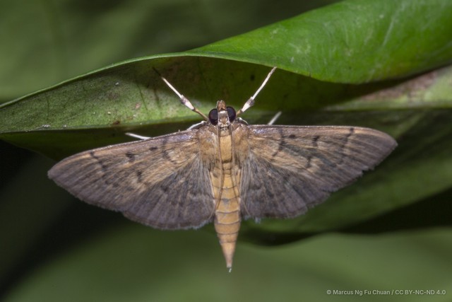 Herpetogramma rudis•&copy; Marcus Ng Fu Chuan•CC BY-NC-ND 4.0
