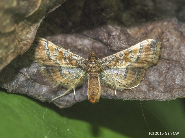 Hydriris ornatalis•&copy; Gan Cheong Weei•CC BY-NC 4.0