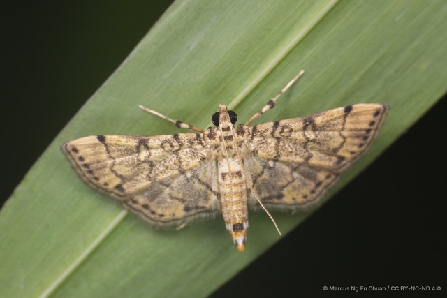 Lamprosema tampiusalis•&copy; Marcus Ng Fu Chuan•CC BY-NC-ND 4.0