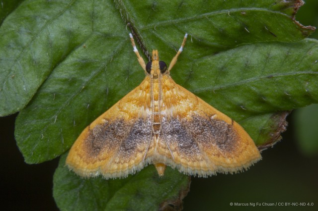 Mabra eryxalis•&copy; Marcus Ng Fu Chuan•CC BY-NC-ND 4.0