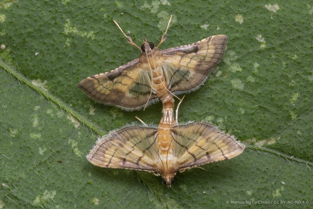 Marasmia poeyalis•&copy; Marcus Ng Fu Chuan•CC BY-NC-ND 4.0