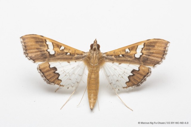 Maruca vitrata•&copy; Marcus Ng Fu Chuan•CC BY-NC-ND 4.0