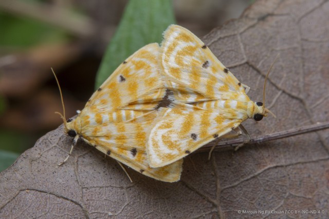 Notarcha aurolinealis•&copy; Marcus Ng Fu Chuan•CC BY-NC-ND 4.0