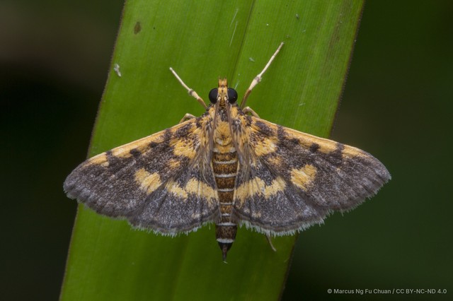 Omiodes diemenalis•&copy; Marcus Ng Fu Chuan•CC BY-NC-ND 4.0