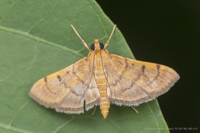 Omiodes indicata•&copy; Marcus Ng Fu Chuan•CC BY-NC-ND 4.0