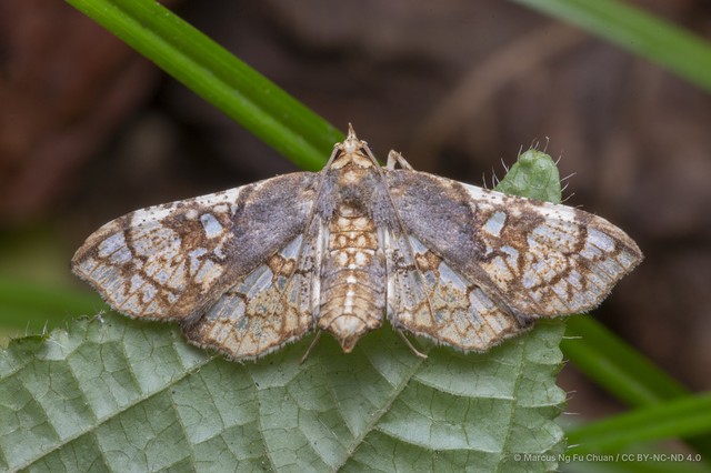 Omphisa anastomosalis•&copy; Marcus Ng Fu Chuan•CC BY-NC-ND 4.0