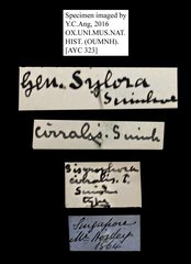 Palpita cirralis•All Rights ReservedMuseum Label
