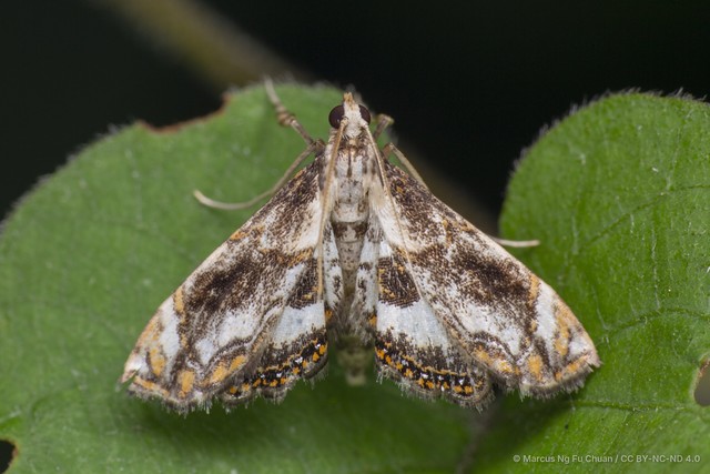 Paracataclysta fuscalis•&copy; Marcus Ng Fu Chuan•CC BY-NC-ND 4.0