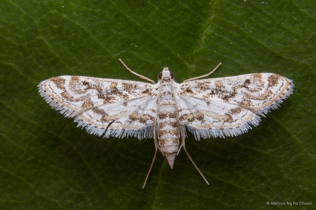 Parapoynx diminutalis•&copy; Marcus Ng Fu Chuan•All Rights Reserved