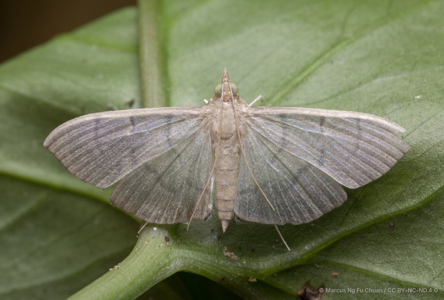 Poliobotys ablactalis•&copy; Marcus Ng Fu Chuan•CC BY-NC-ND 4.0