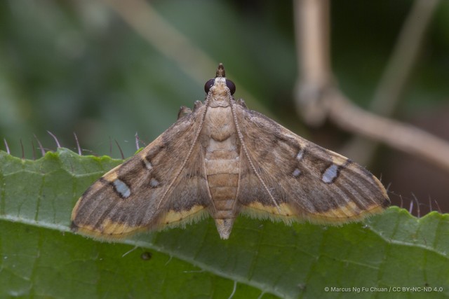 Prophantis adusta•&copy; Marcus Ng Fu Chuan•CC BY-NC-ND 4.0