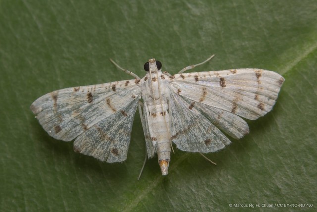 Pycnarmon cribrata•&copy; Marcus Ng Fu Chuan•CC BY-NC-ND 4.0