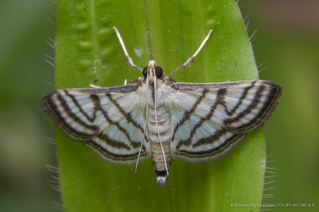 Ravanoa xiphialis•&copy; Marcus Ng Fu Chuan•CC BY-NC-ND 4.0