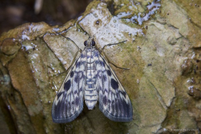 Rhimphaliodes macrostigma•&copy; Marcus Ng Fu Chuan•All Rights Reserved