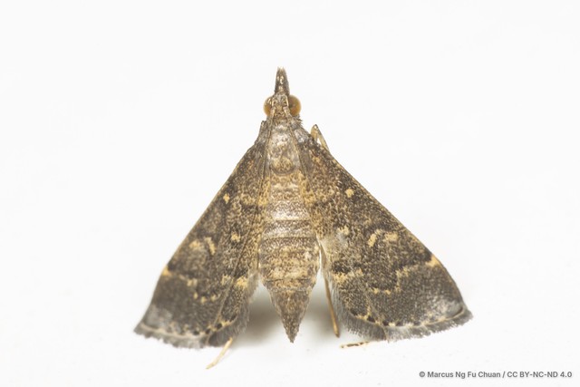 Symmoracma minoralis•&copy; Marcus Ng Fu Chuan•CC BY-NC-ND 4.0