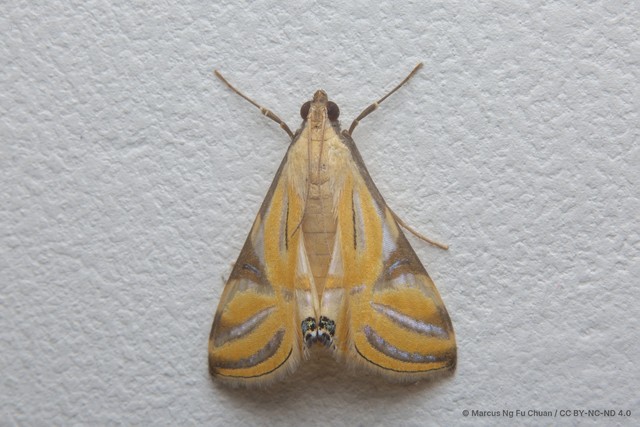 Talanga sexpunctalis•&copy; Marcus Ng Fu Chuan•CC BY-NC-ND 4.0