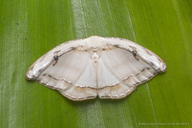 Callidrepana gelidata•&copy; Marcus Ng Fu Chuan•CC BY-NC-ND 4.0