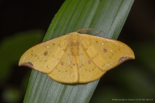 Tridrepana fulvata•&copy; Marcus Ng Fu Chuan•CC BY-NC-ND 4.0